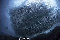 Sardine Net by Jye Loo 